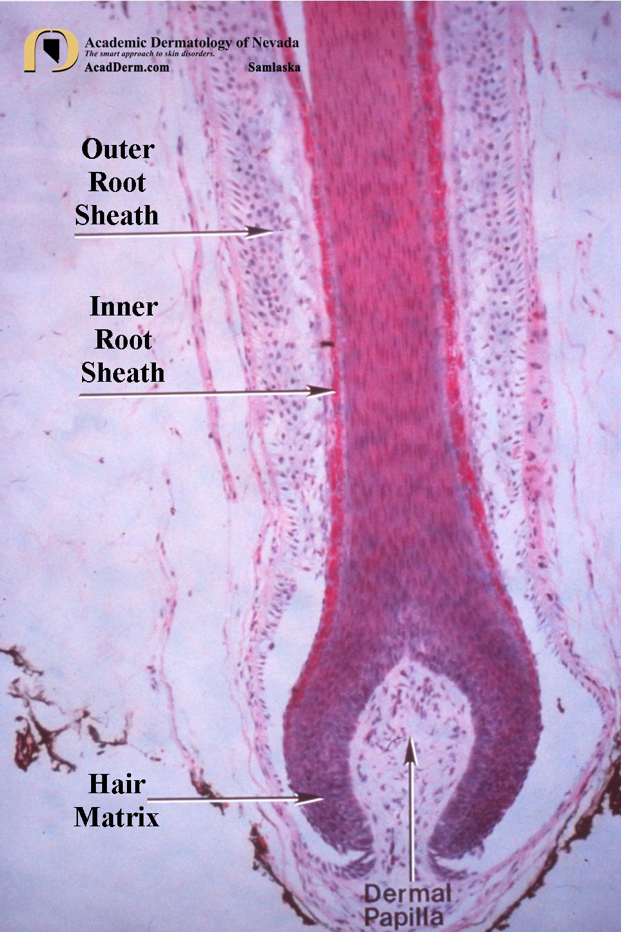 Hair Anatomy:  Love is in the Hair…